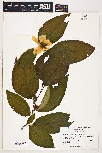 Stewartia ovata image