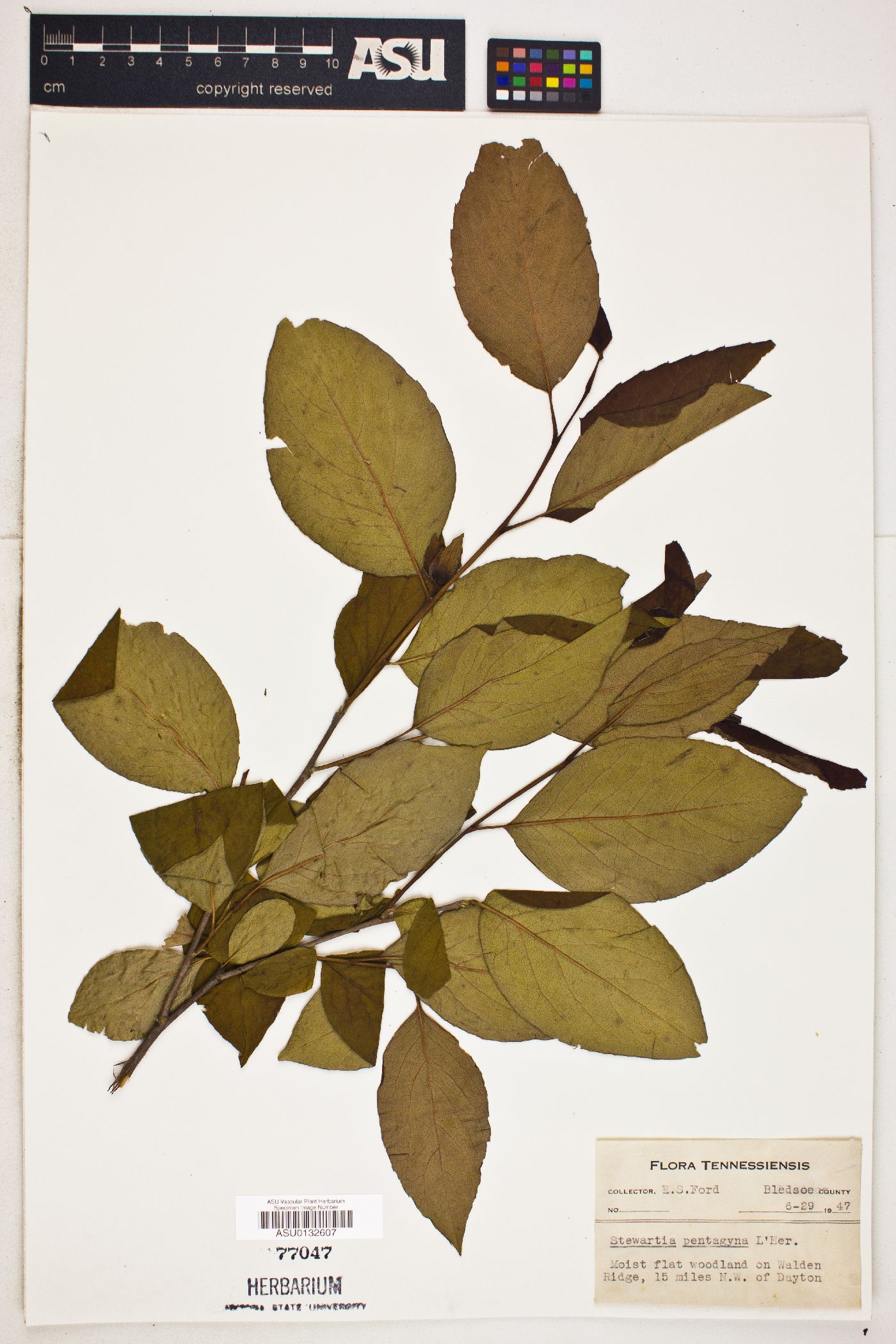 Stewartia pentagyna image