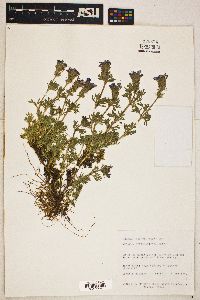 Glandularia bipinnatifida var. bipinnatifida image