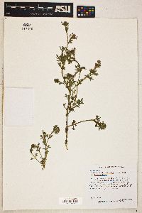 Glandularia bipinnatifida var. bipinnatifida image