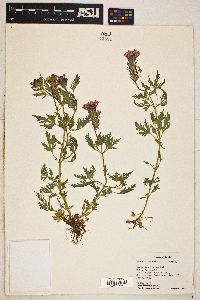 Verbena canadensis image