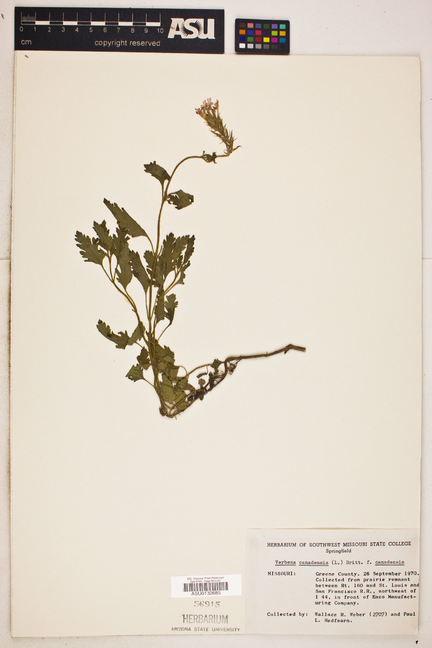 Verbena canadensis image