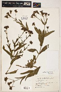 Verbena bonariensis image