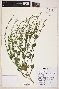 Verbena plicata image