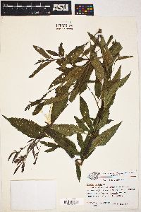 Verbena hastata image