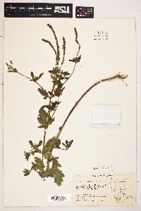 Verbena lasiostachys image