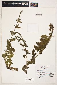 Verbena lasiostachys image