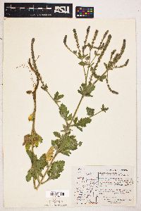 Verbena lasiostachys image