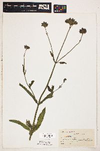 Verbena bonariensis image