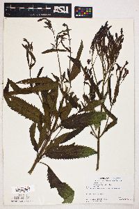 Verbena hastata image