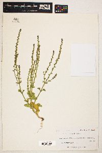 Verbena plicata image