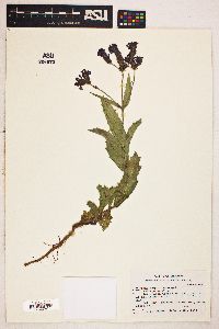 Verbena rigida image