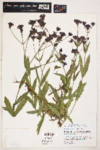 Verbena rigida image