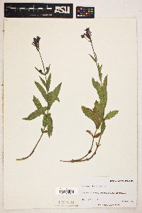 Verbena rigida image