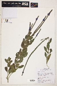 Verbena stricta image