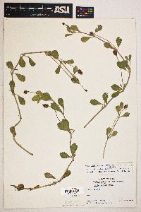 Phyla nodiflora image