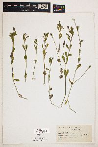 Phyla nodiflora image