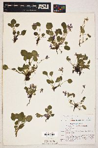 Viola bellidifolia image