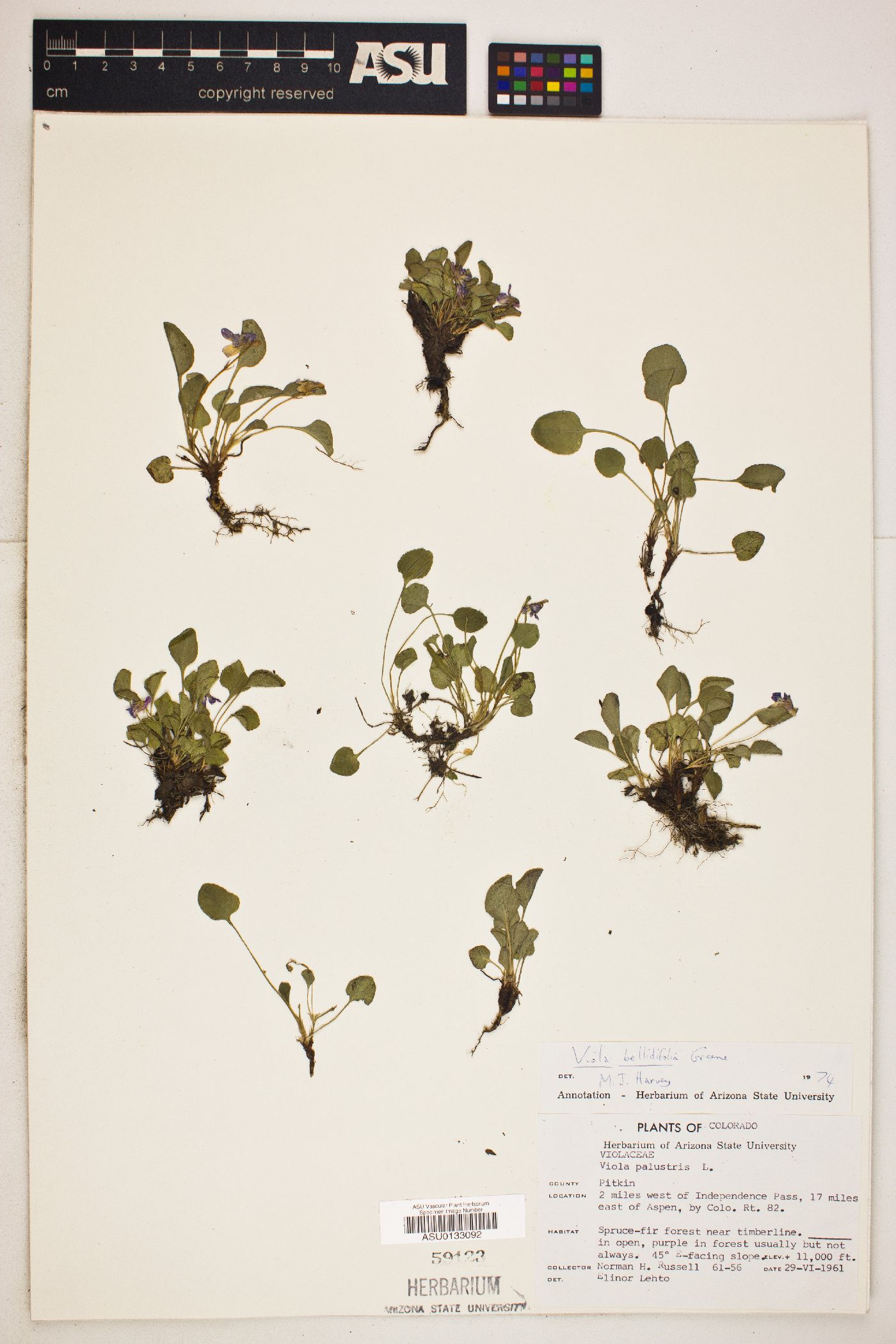 Viola bellidifolia image