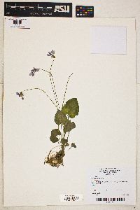 Viola cucullata image