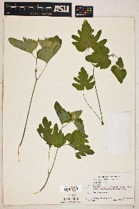 Viola lobata image