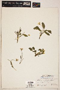 Viola nuttallii var. major image