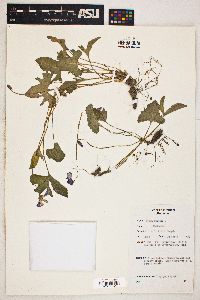 Viola palmata image