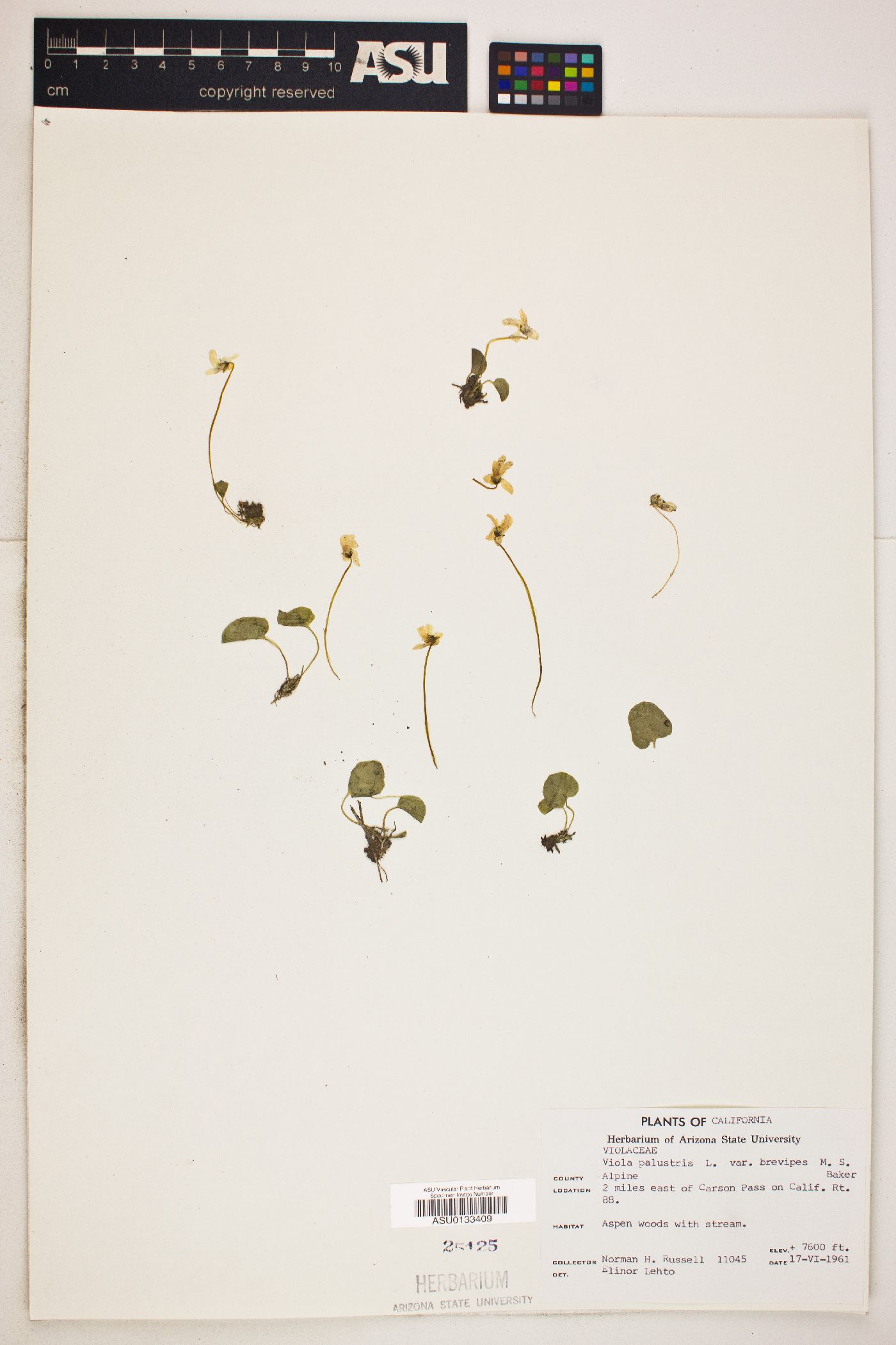 Viola palustris var. brevipes image