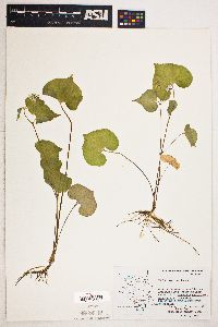 Viola canadensis var. rugulosa image