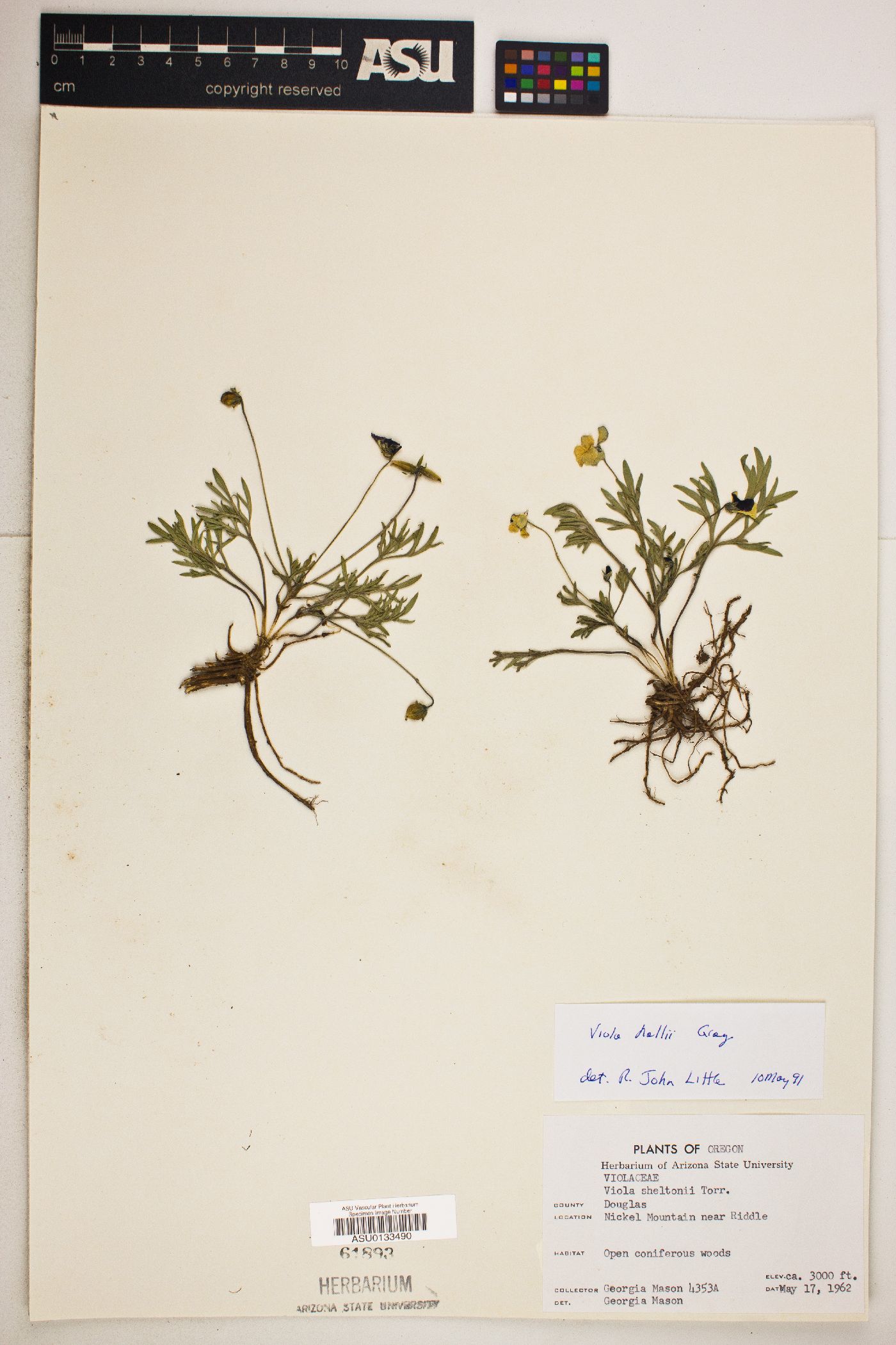 Viola sheltonii image