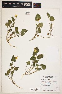 Viola pedunculata image