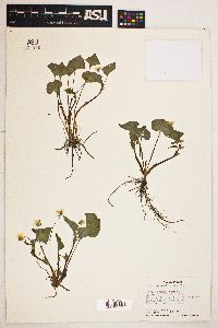 Viola pensylvanica image