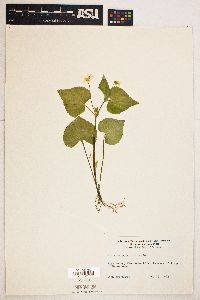 Viola pensylvanica image