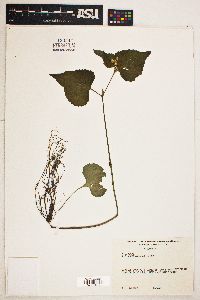 Viola pensylvanica image