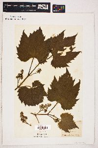 Vitis cordifolia image