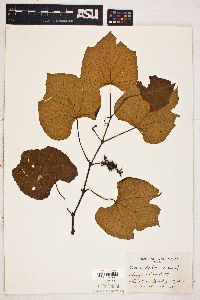 Vitis labrusca image