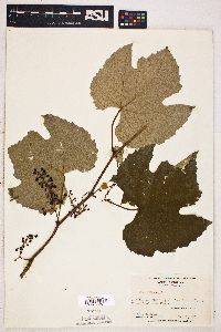 Vitis labrusca image