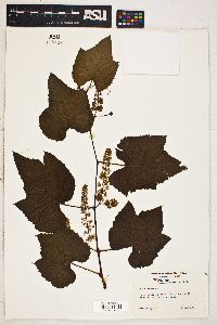 Vitis labrusca image