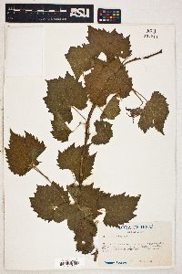 Vitis acerifolia image