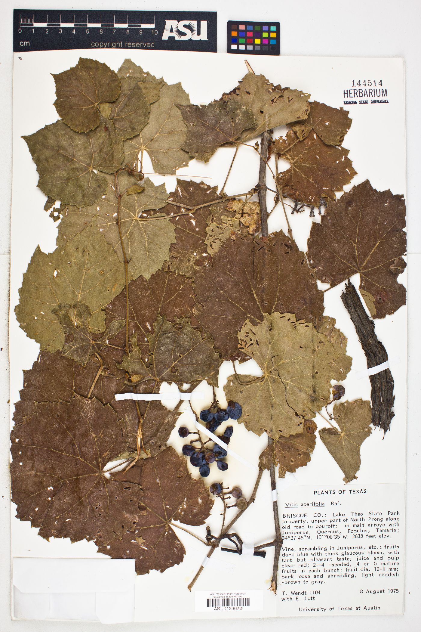 Vitis acerifolia image