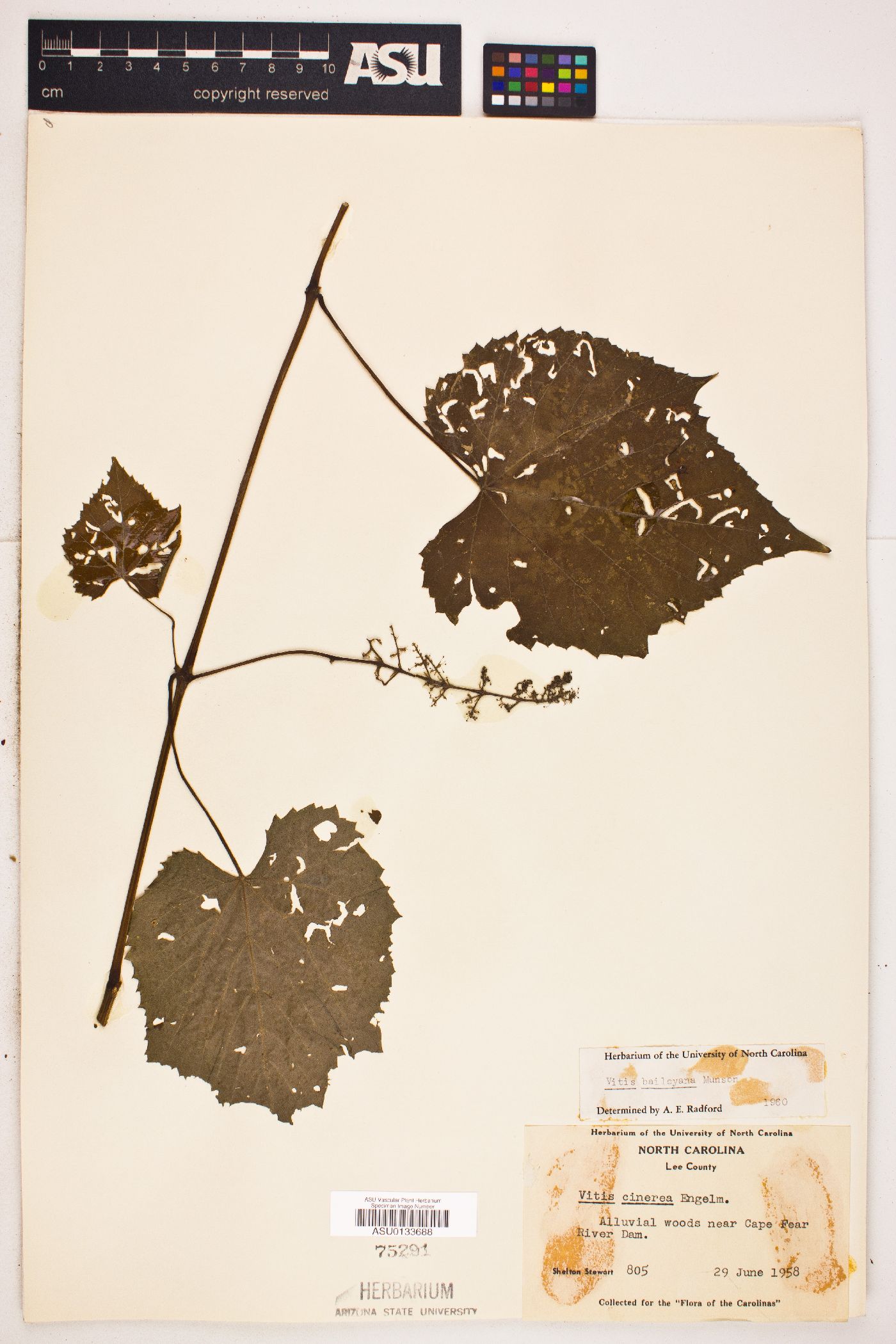 Vitis baileyana image