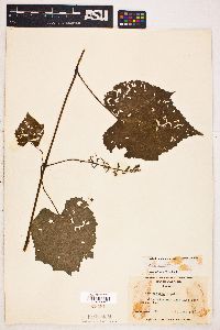 Vitis baileyana image