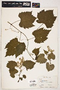 Vitis novae-angliae image