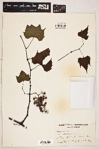 Vitis palmata image