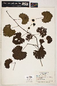 Vitis rotundifolia image