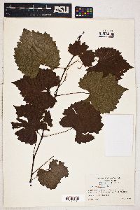 Vitis rotundifolia image