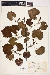 Vitis rotundifolia image