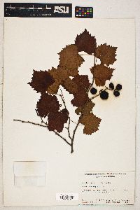 Vitis rotundifolia image