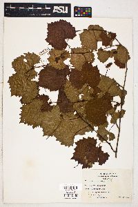 Vitis rotundifolia image