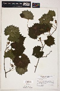 Vitis rotundifolia image